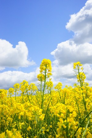 landscape nature