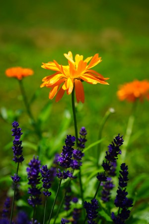 plant field meadow