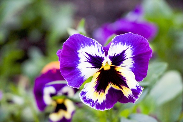nature outdoor Print