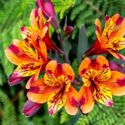 flowers nature