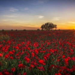 horizon plant sunrise
