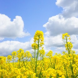 landscape nature