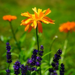 plant field meadow