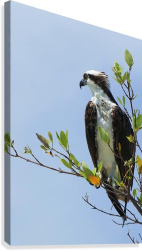 osprey profiled away 4339 Canvas Print