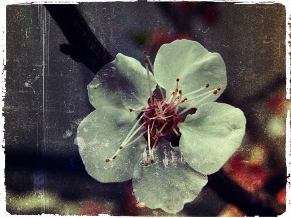 Flower by ALBINA SAVA