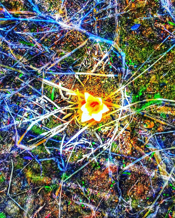 There is a magic in universe Snowdrop Print