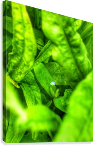 Fragile  Canvas Print