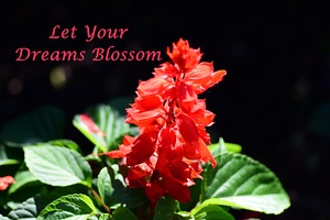 Let Your Dreams Blossom