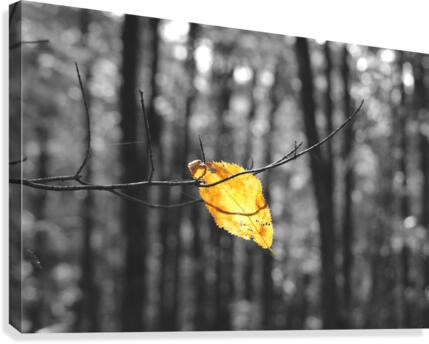 Withstanding Fall Canvas Print