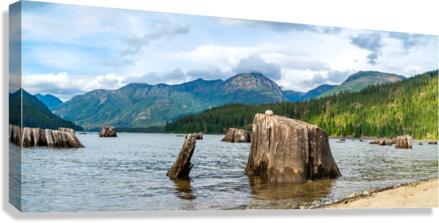 Strachcona park Trunk  Canvas Print