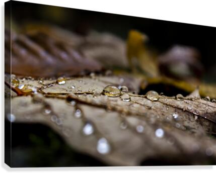 Goutte derable Canvas Print