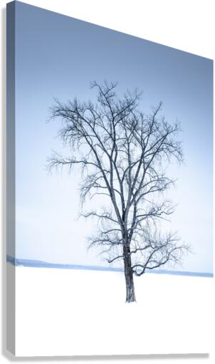 Mon arbre solitaire Canvas Print