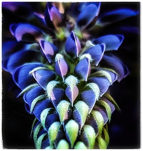 Beginning to Bloom - Maine Botanical Wall Art