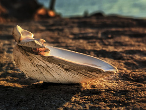 Clamshell in Morning Sun - South Freeport ME