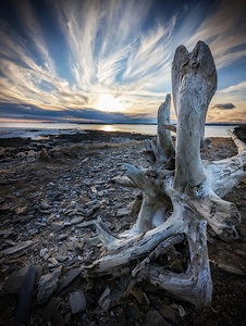 Driftwood Angel - Maine Coast Wall Art
