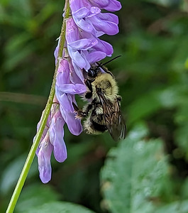 Nectar Dance - Maine Botanical Wall Art