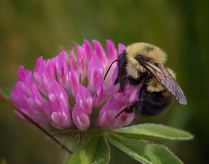 Bumbles Ballet - Maine Botanical Wall Art