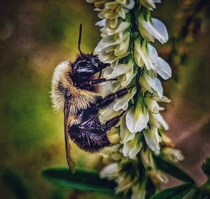 Petal Perch - Maine Botanical Wall Art