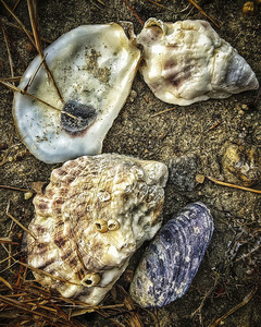 Seashells on the Beach -  Freeport ME