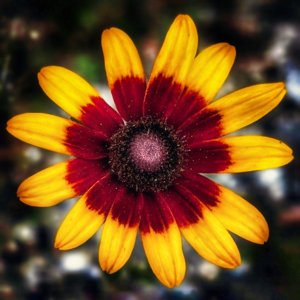 Symphony of Petals - Maine Botanical Wall Art