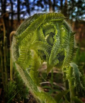 Unfolding - Maine Botanical Wall Art