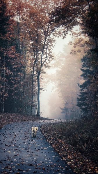 Long Road Home Print