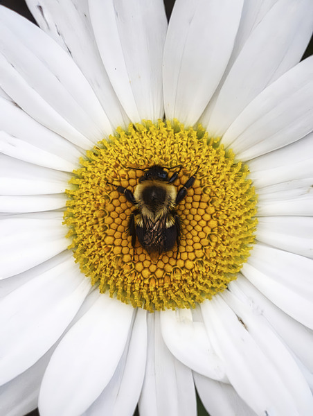 Bumble in the Middle - Maine Botanical Wall Art Print