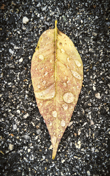 Natures Jewelry on a Rainy Day - Maine Botanical Wall Art Print