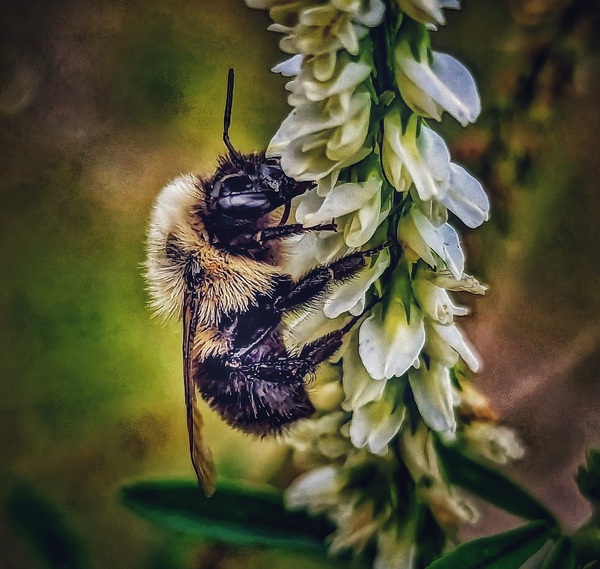 Petal Perch - Maine Botanical Wall Art Imprimer