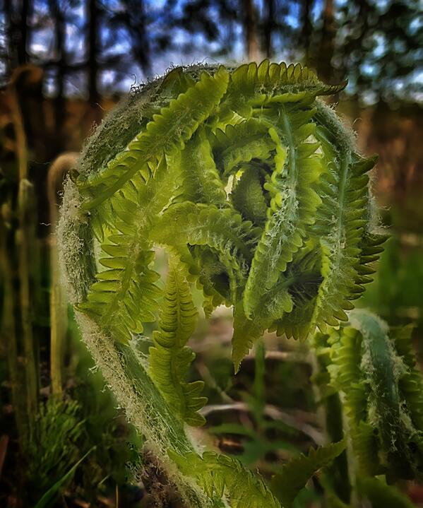 Unfolding - Maine Botanical Wall Art Print