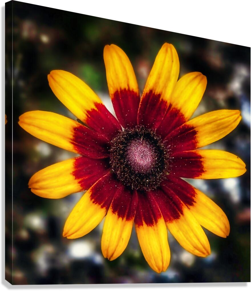 Symphony of Petals - Maine Botanical Wall Art Canvas Print