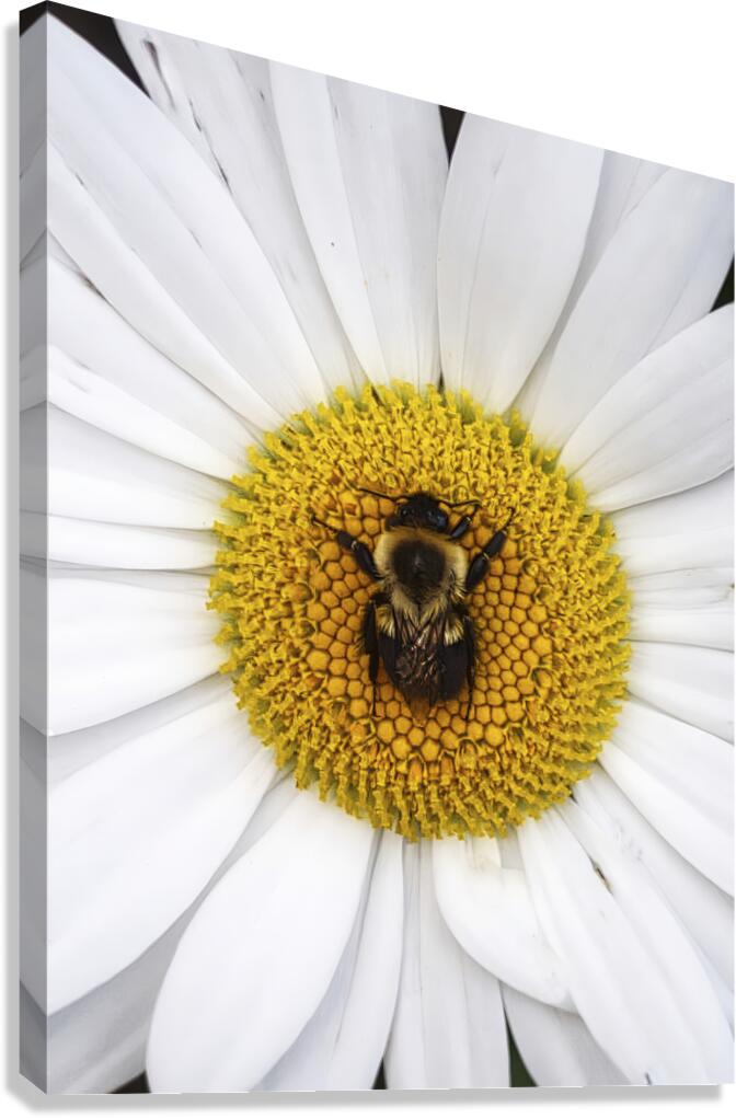 Bumble in the Middle - Maine Botanical Wall Art Canvas Print