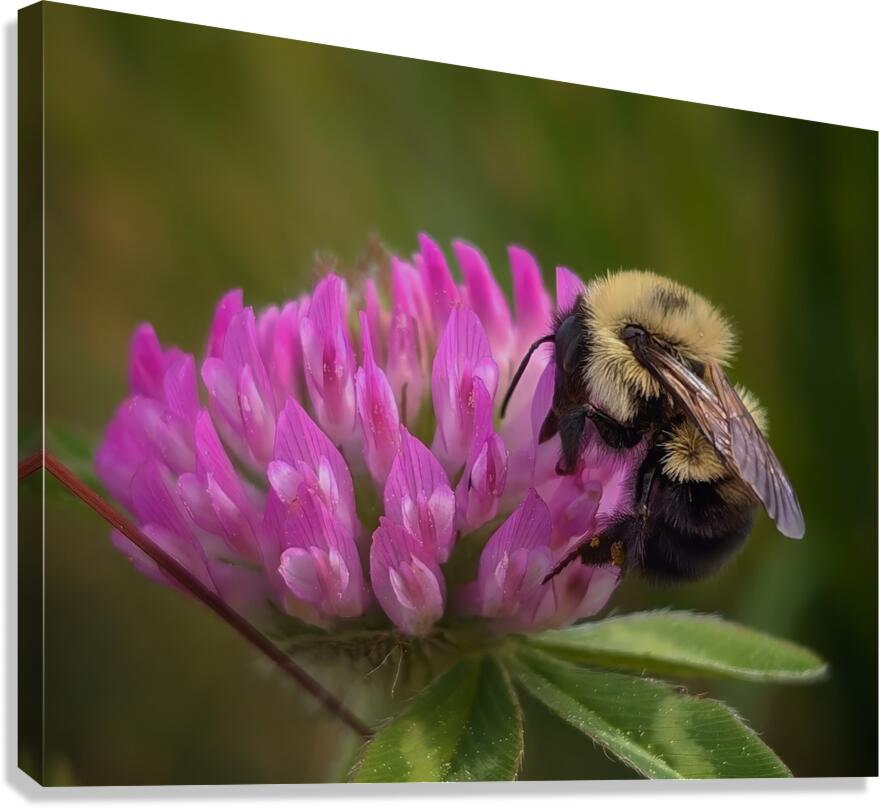 Bumbles Ballet - Maine Botanical Wall Art Canvas Print