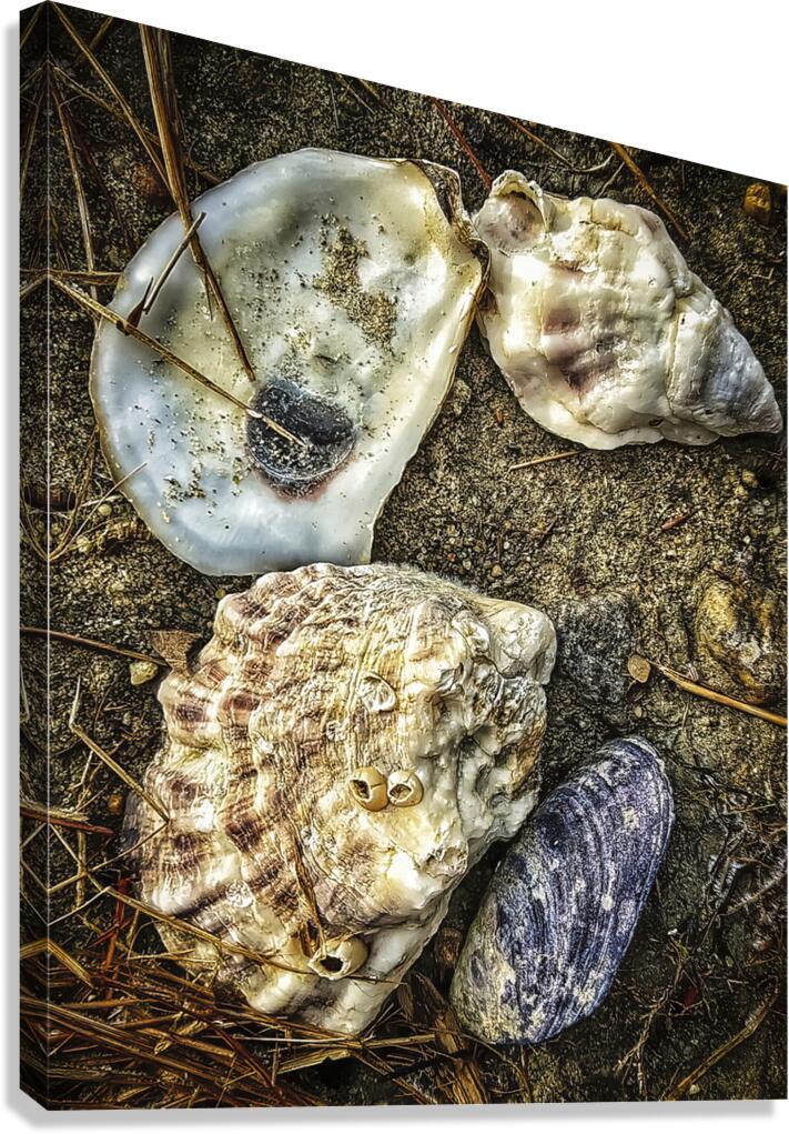 A Shoreline Find Canvas Print