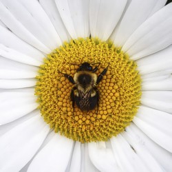 Bumble in the Middle - Maine Botanical Wall Art