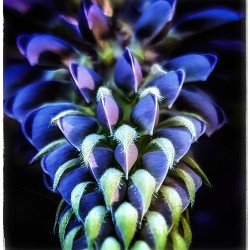 Beginning to Bloom - Maine Botanical Wall Art