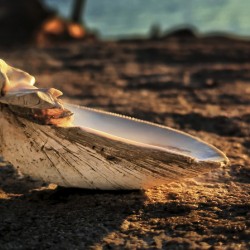 Clamshell in Morning Sun - South Freeport ME