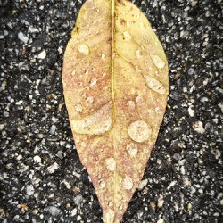 Natures Jewelry on a Rainy Day - Maine Botanical Wall Art