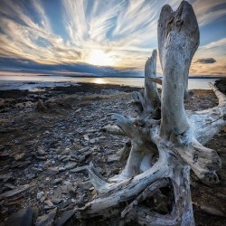 Driftwood Angel - Maine Coast Wall Art