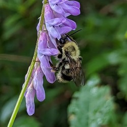 Nectar Dance - Maine Botanical Wall Art