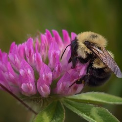Bumbles Ballet - Maine Botanical Wall Art