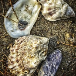 Seashells on the Beach -  Freeport ME