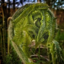 Unfolding - Maine Botanical Wall Art
