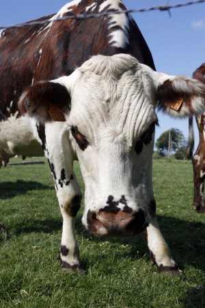 Cow
