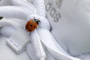 Ladybug