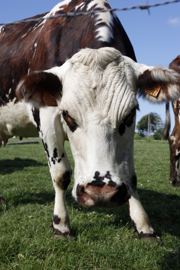 Cow Print