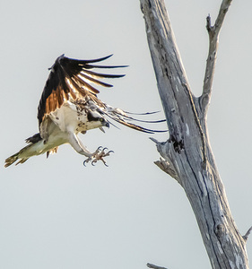 BahaMar Pond Osprey 2