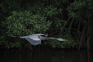 Heron on a Mission 2