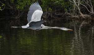 Heron on a Mission 4