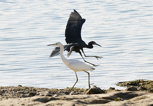 Passing of The Guards